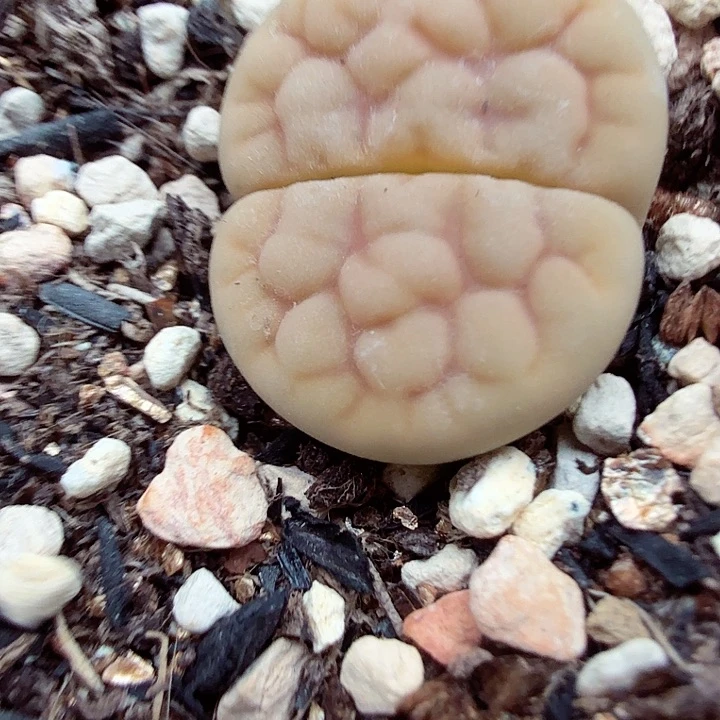 好想把所有不682号去