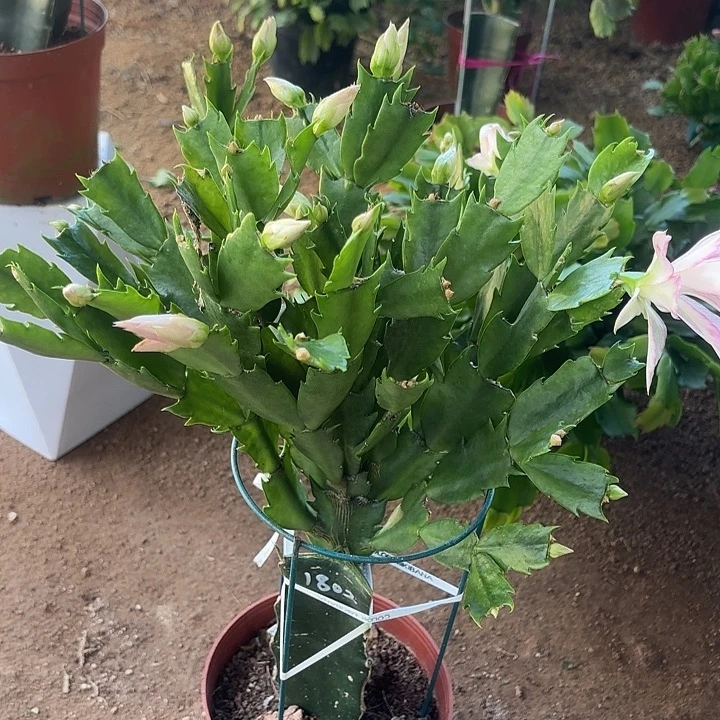 花***6当前无花栽培后可以开花