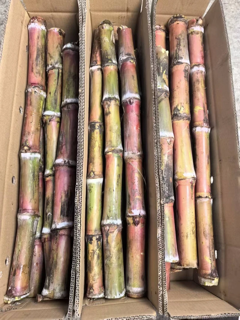 云南老品种甘蔗红皮甘蔗正宗农家新鲜甘蔗孕妇水果甘蔗甜杆甘蔗