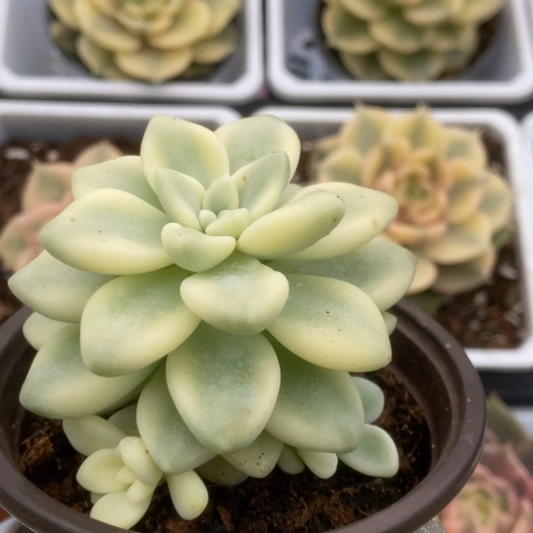109蛋糕锦锦锦锦锦锦锦