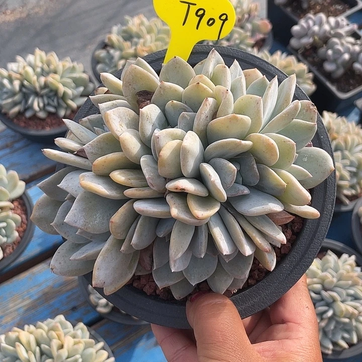 雪特多肉植物群生909