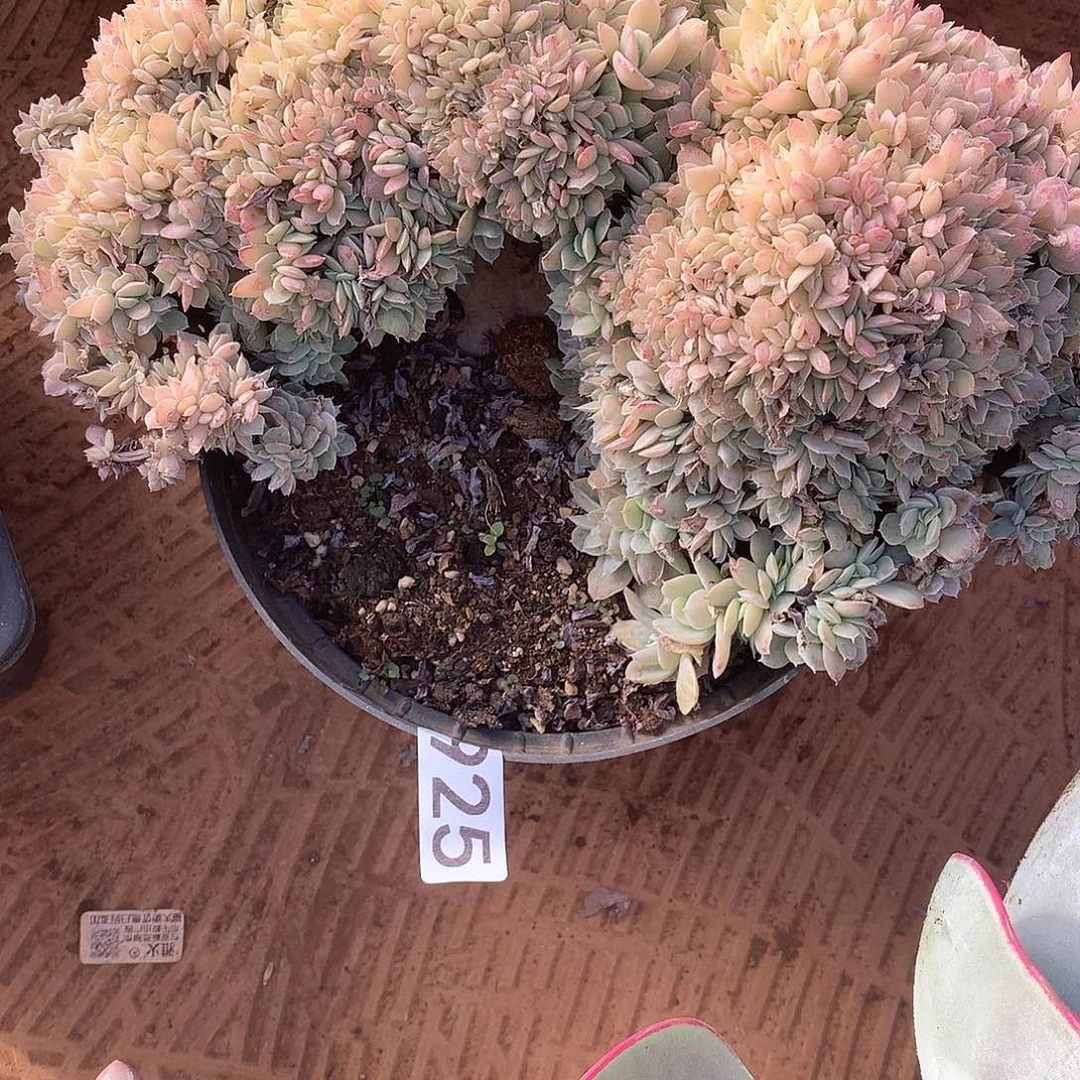 925 一物一拍多肉！