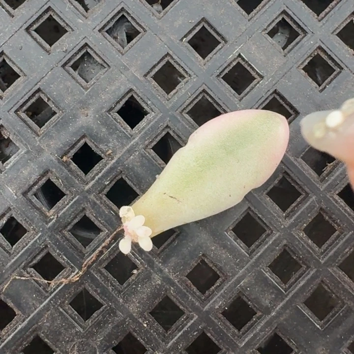 粉兔叶片一物一拍
