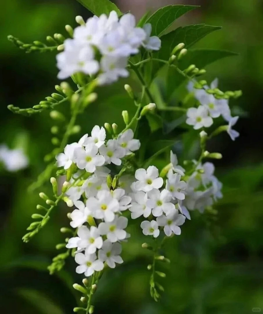 【白色-蕾丝金露】棒棒糖盆栽带好花苞适合种植花园庭院