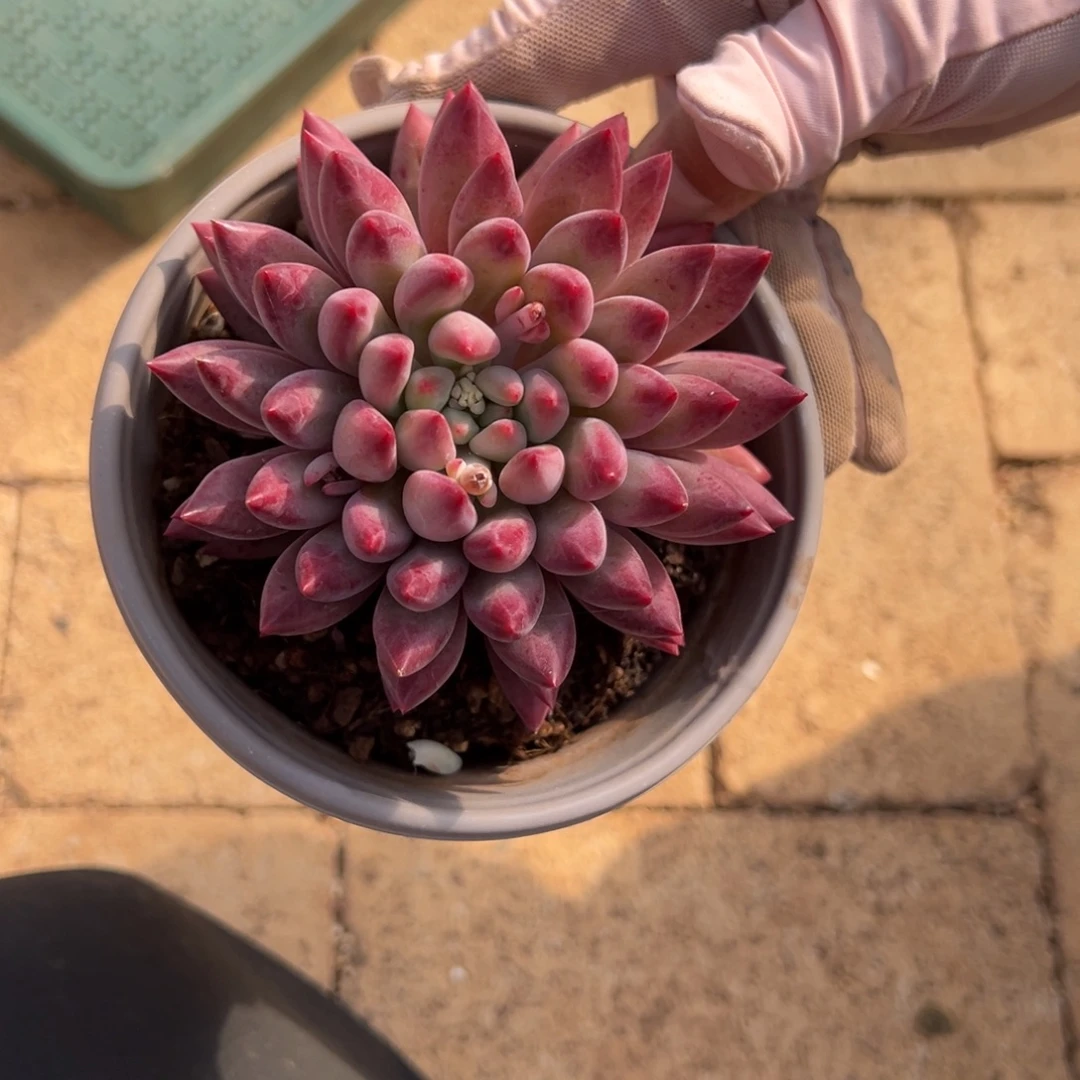 N***i我是花卉专用车司机，15