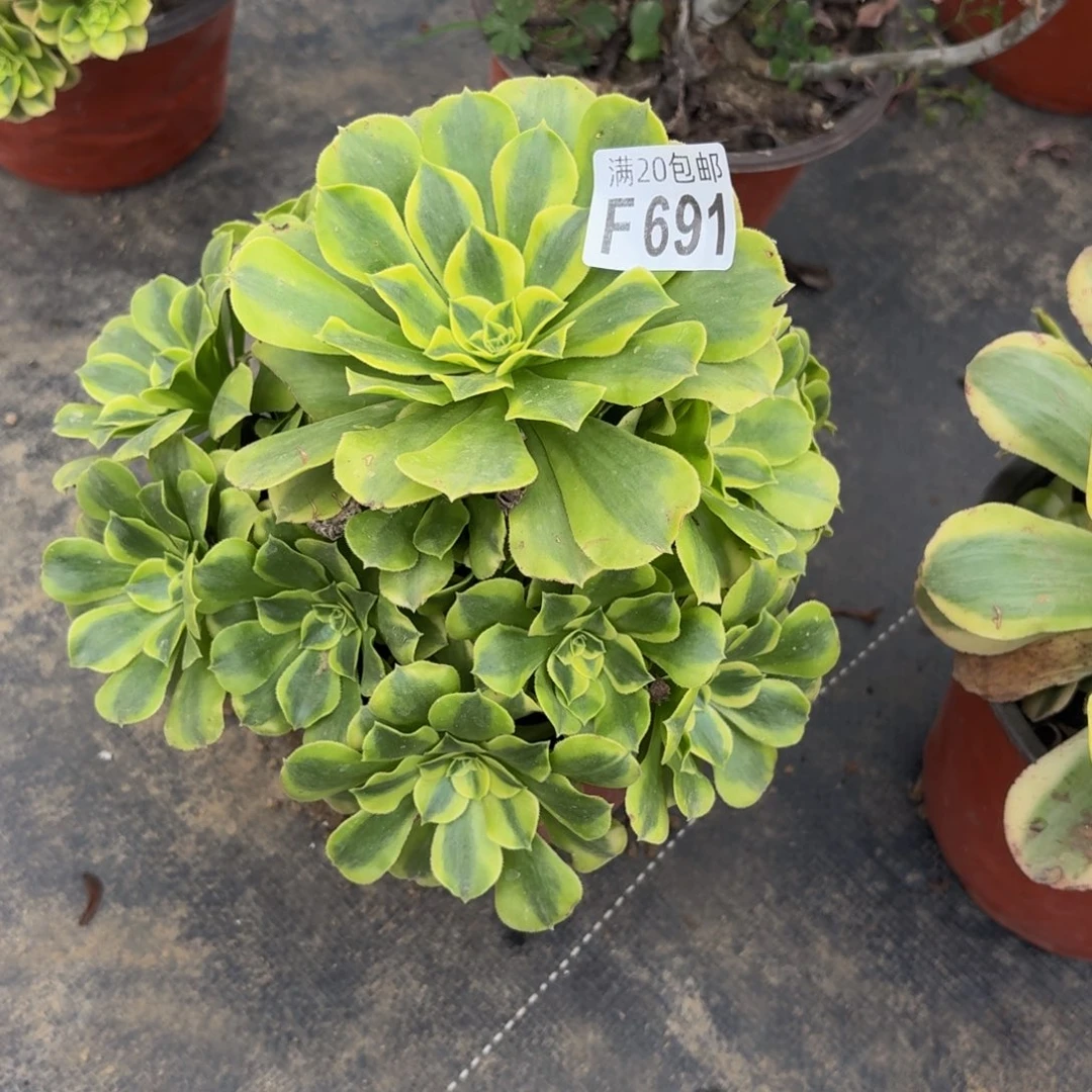 691多肉植物捧花的 @