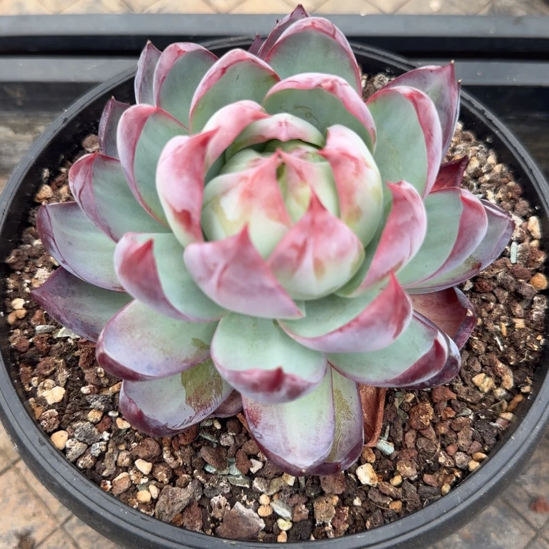 多肉植物一物一拍