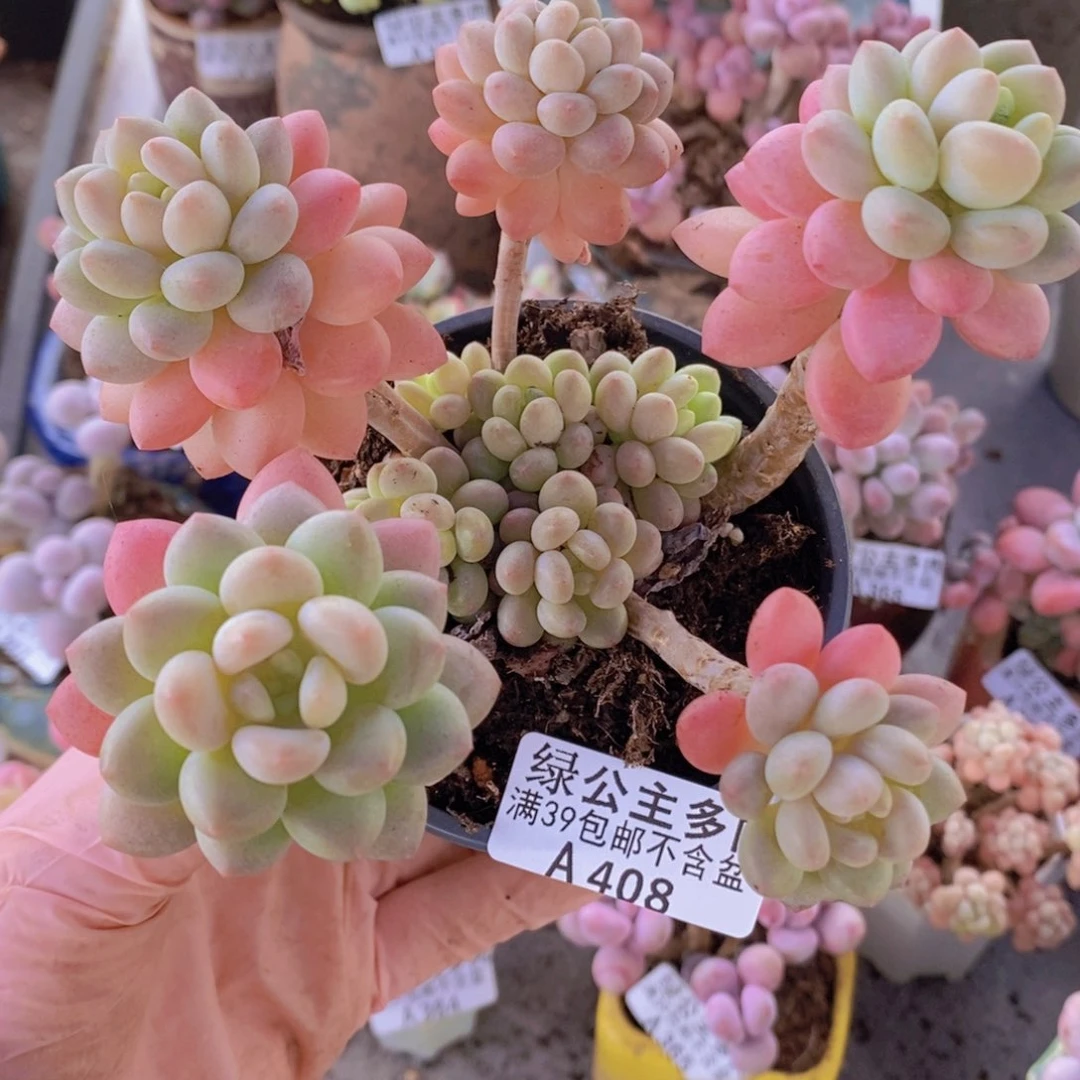 鱼子酱11cm408多肉植物