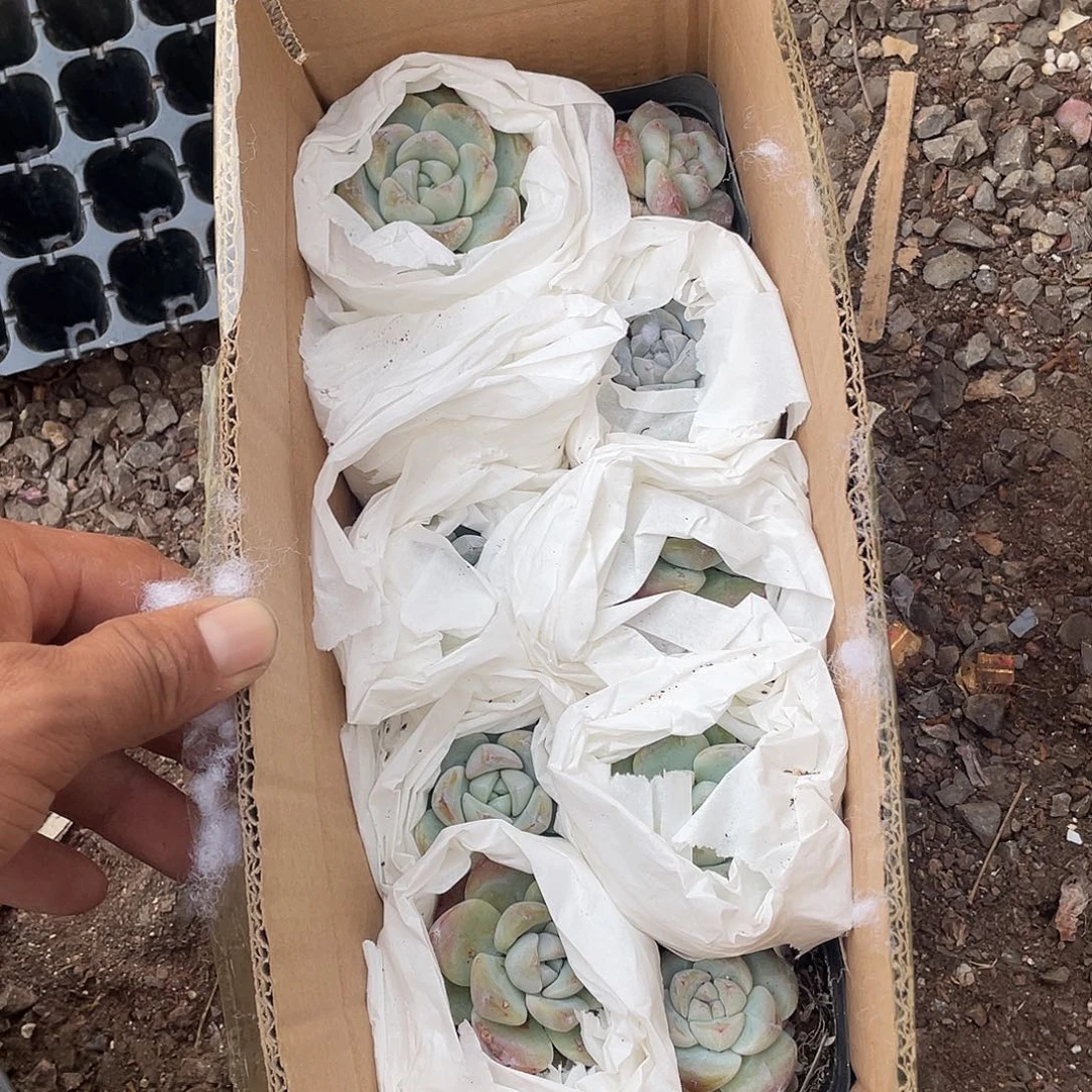 10颗冰玉！相当不错的