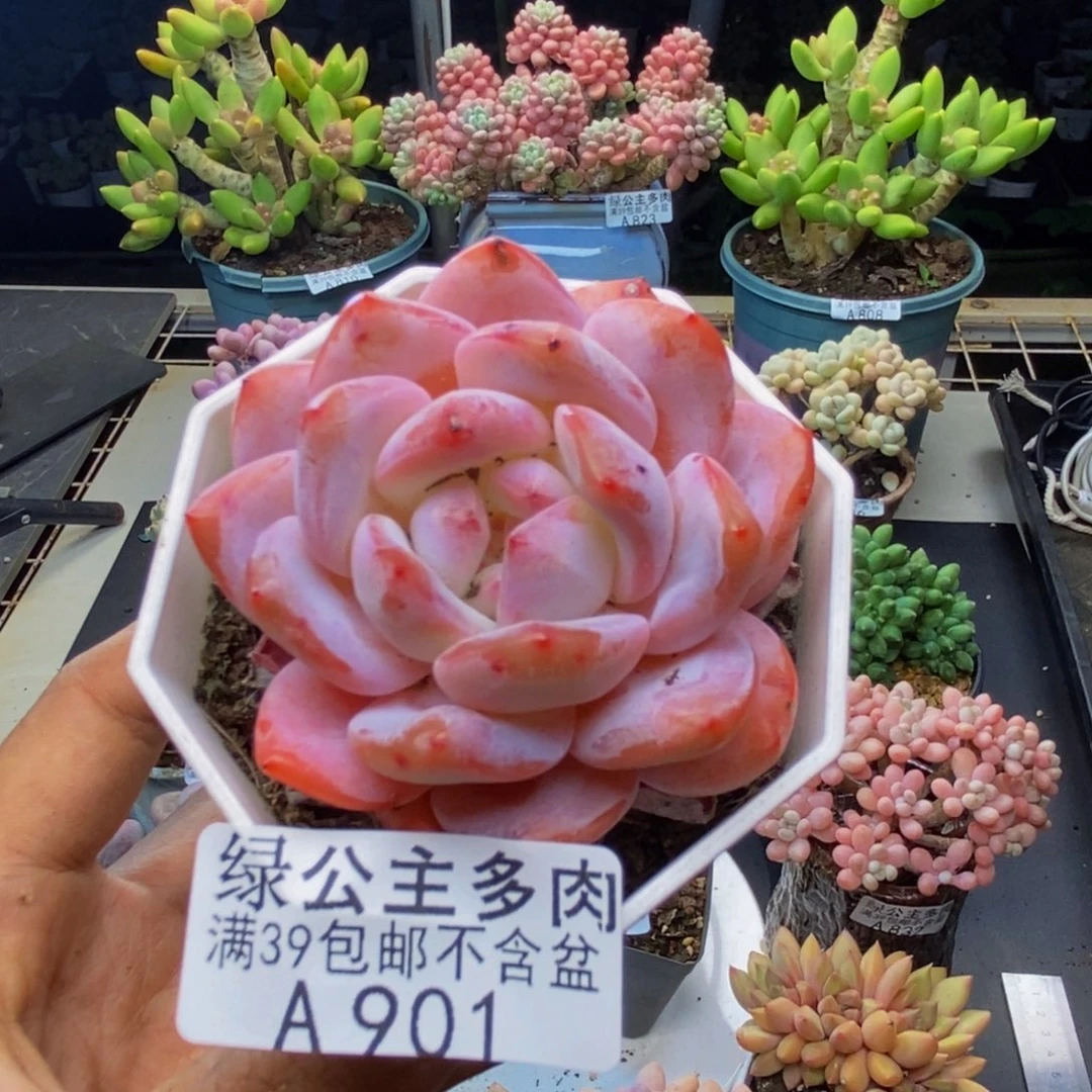 901冰糕多肉肉5cm