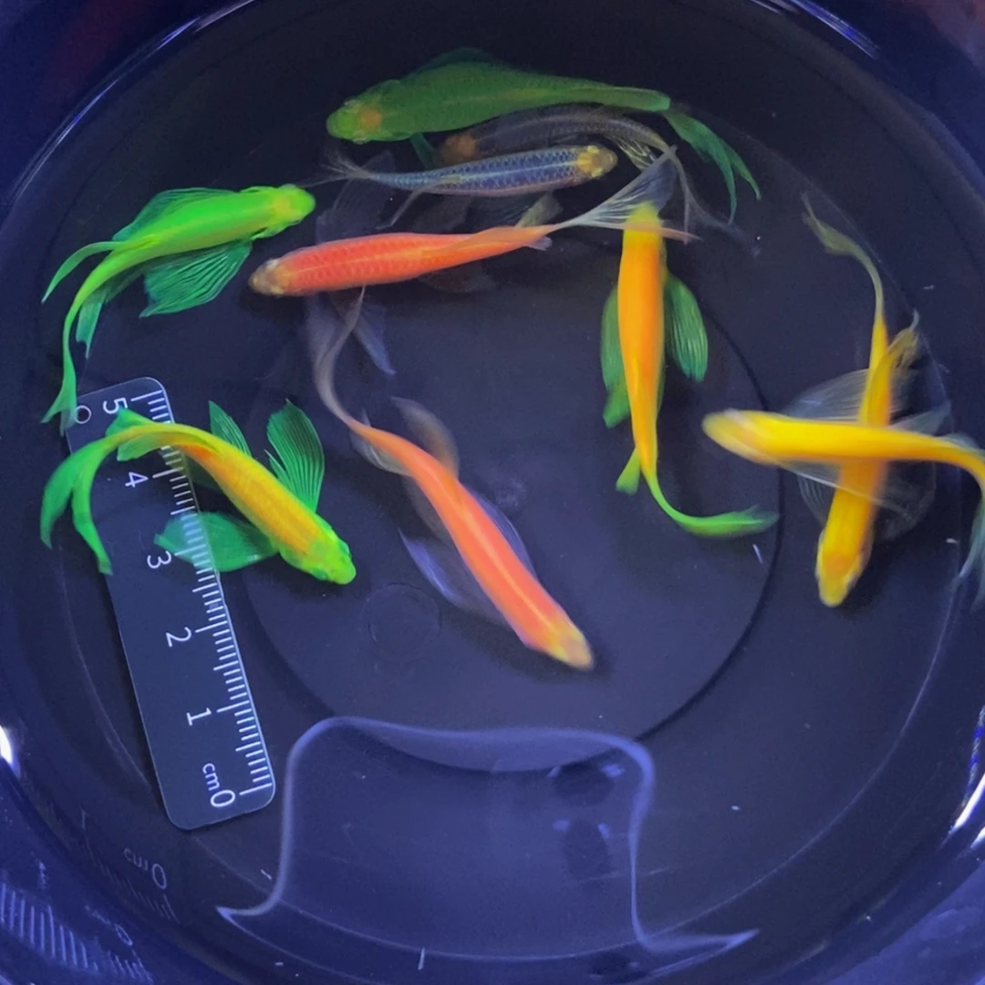 斑马鱼蝶翼斑马特价10条