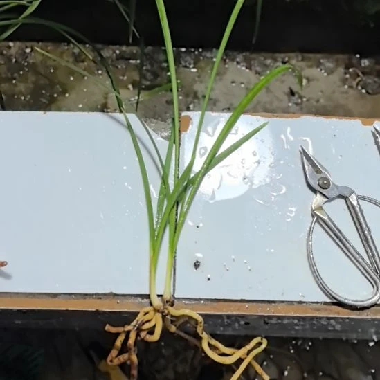 完全开放一品清流引种苗