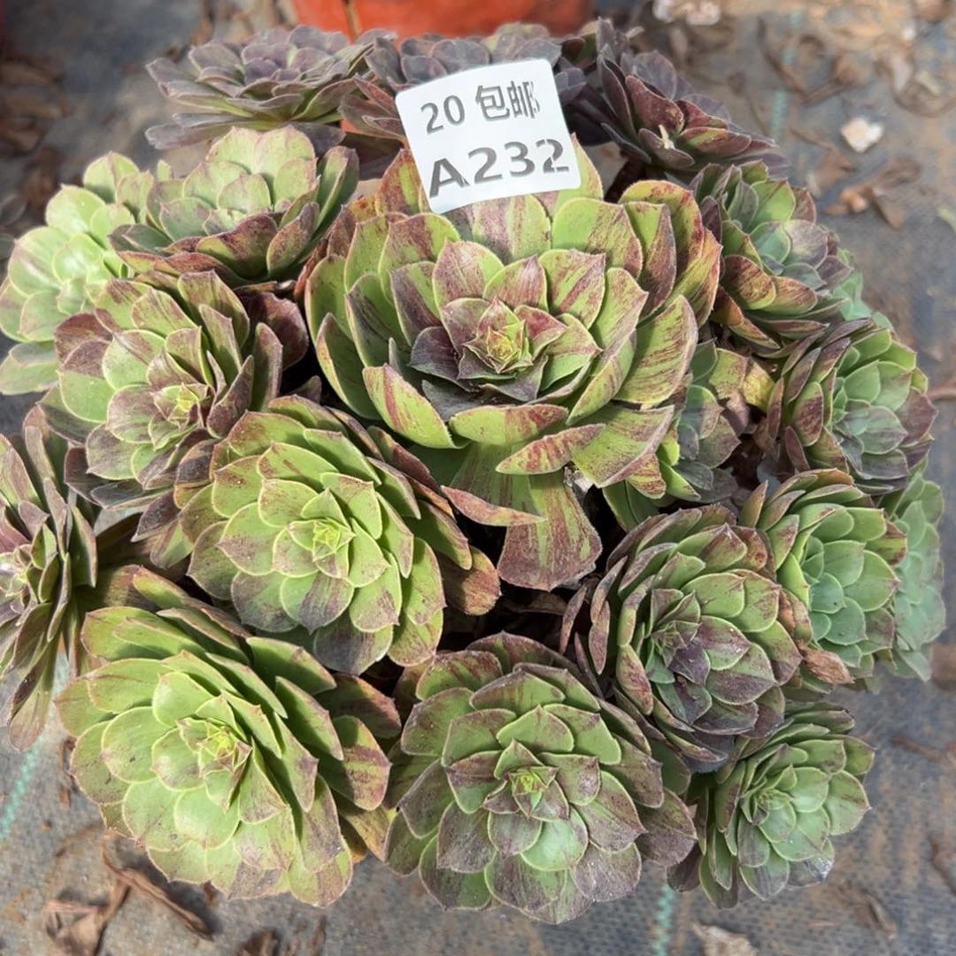 232花月夜，多肉法师