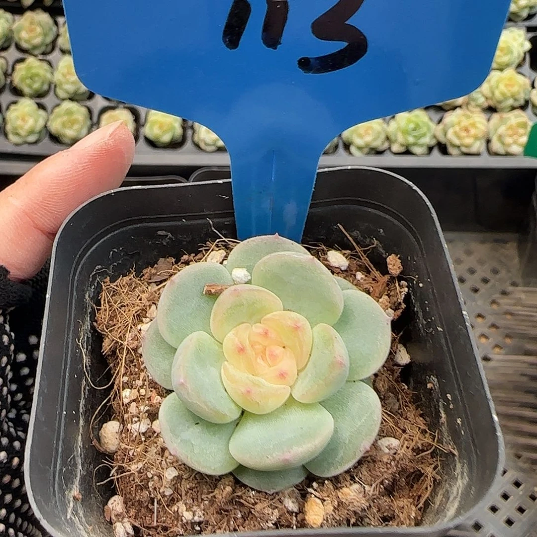 113哈哈哈哈哈哈哈