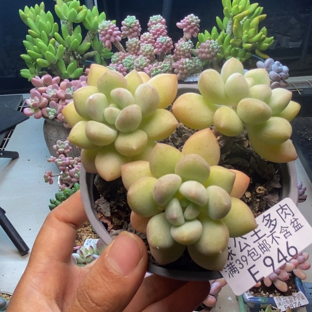 946泡泡糖多肉7c m