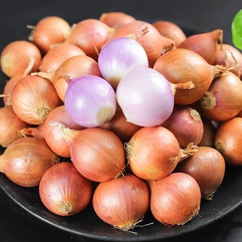 【新葱】正宗东北新鲜毛葱东北毛葱红葱葱头紫皮小毛葱鬼子葱大的