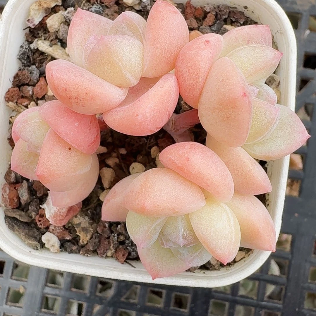 香**乐多肉香山专拍4头