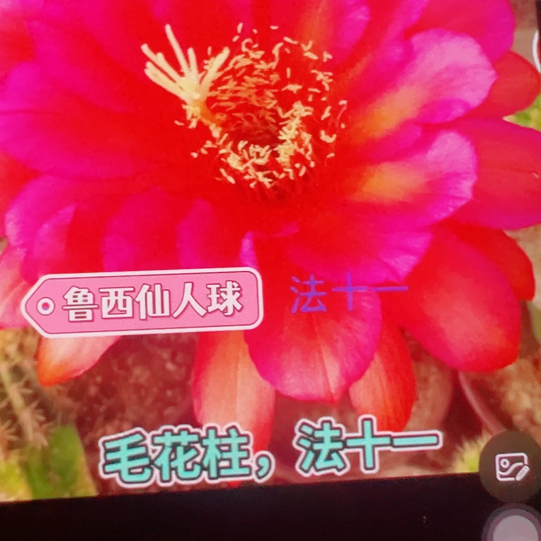 毛花柱 法十一 侧芽 满20包邮