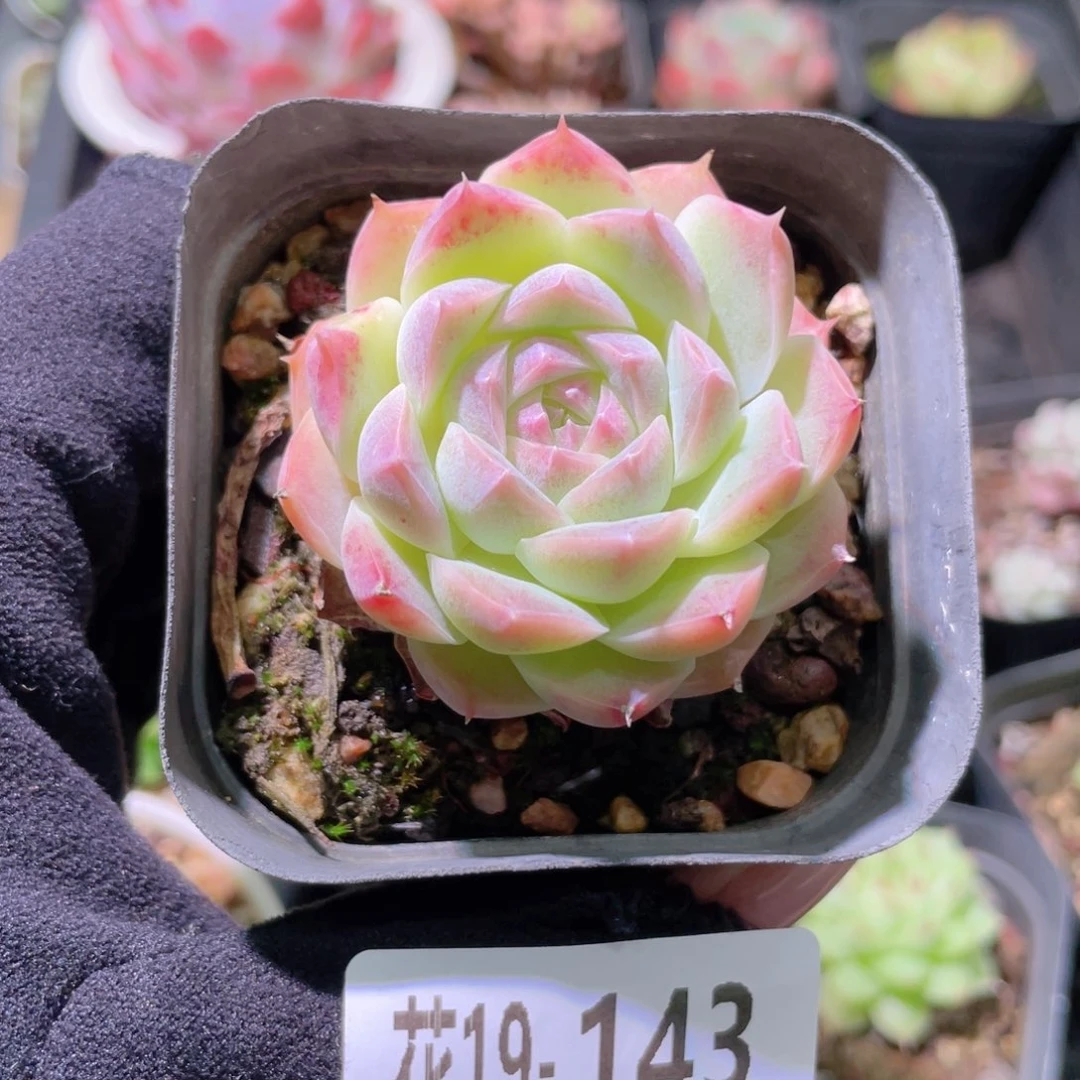 花利美19-143美瞳