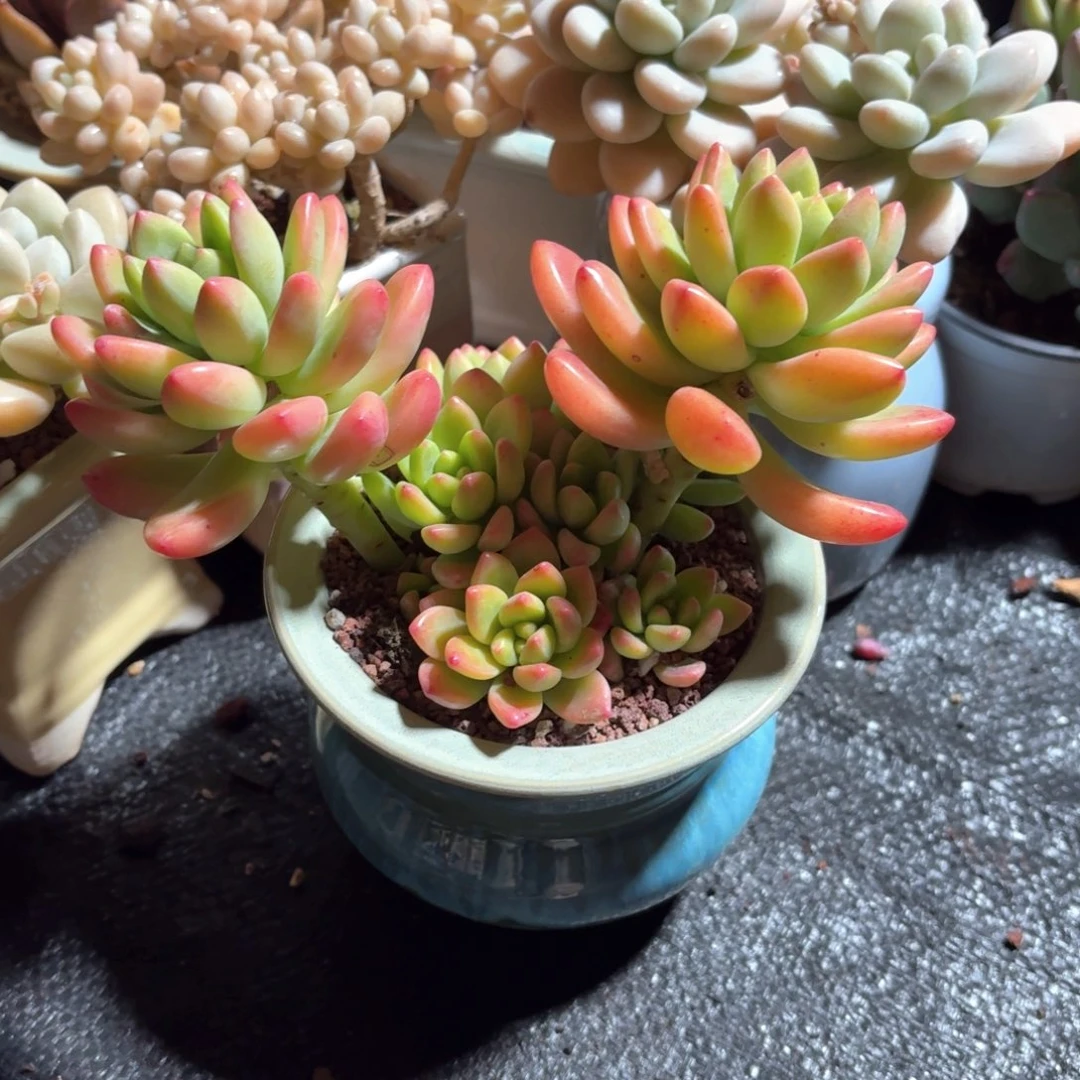 桔*?香格里拉多肉蓝色圆盆