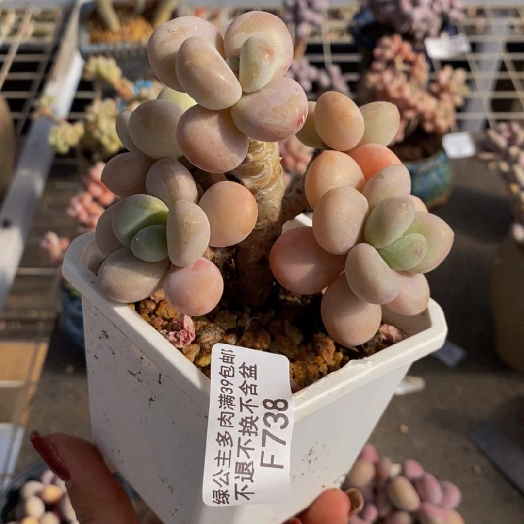 花朵洛神738/9c m