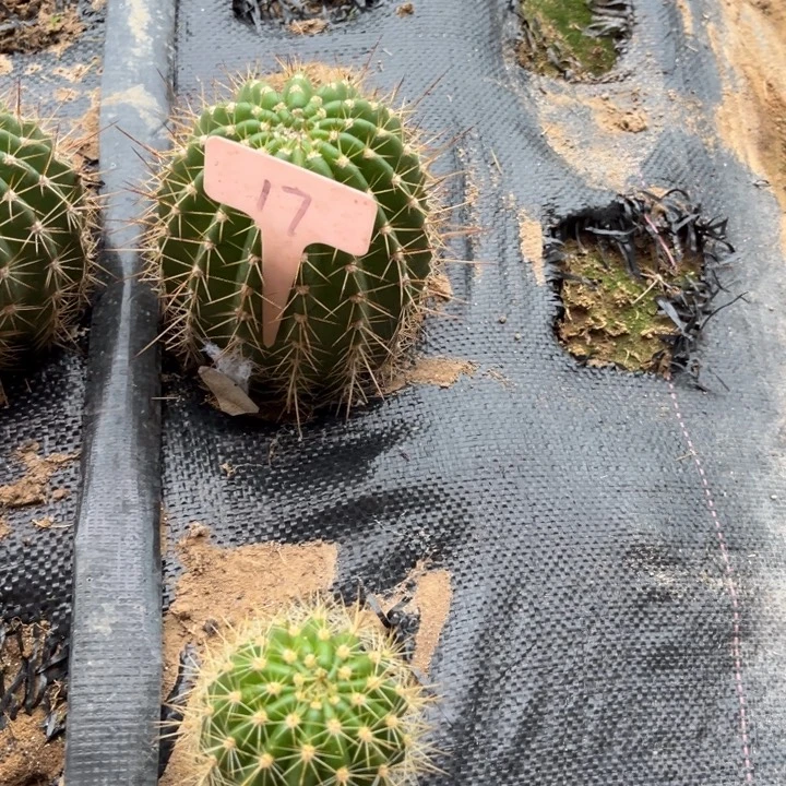 欧***亚清清3-287毛花柱微瑕17