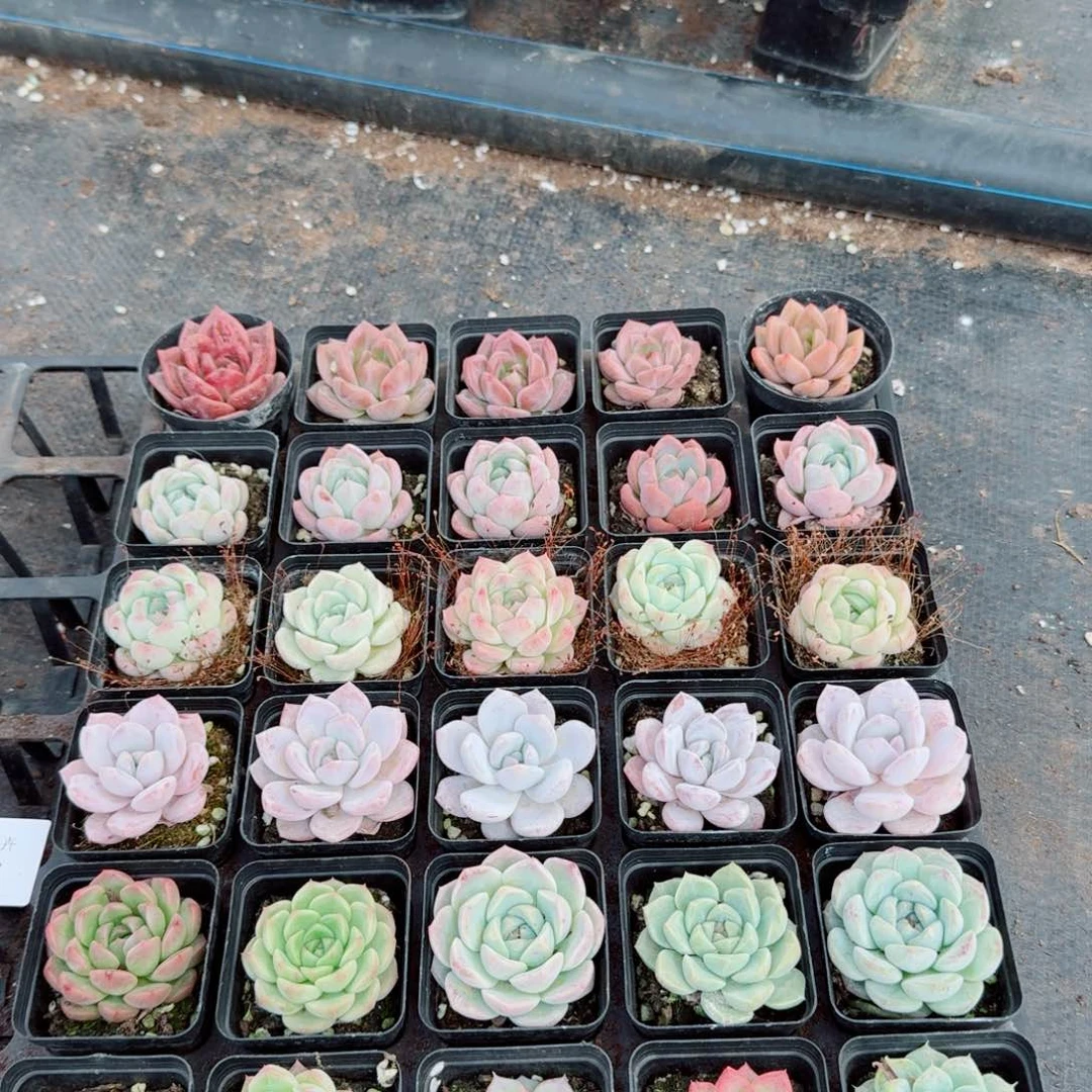 多肉杂交三十颗量拍3-6右五