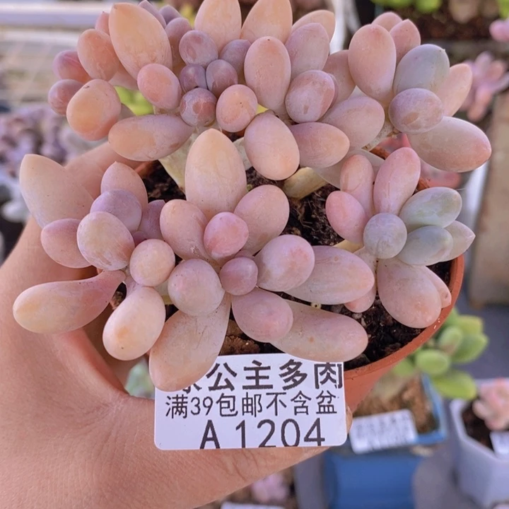 香水手指奶9cm1204多肉植物