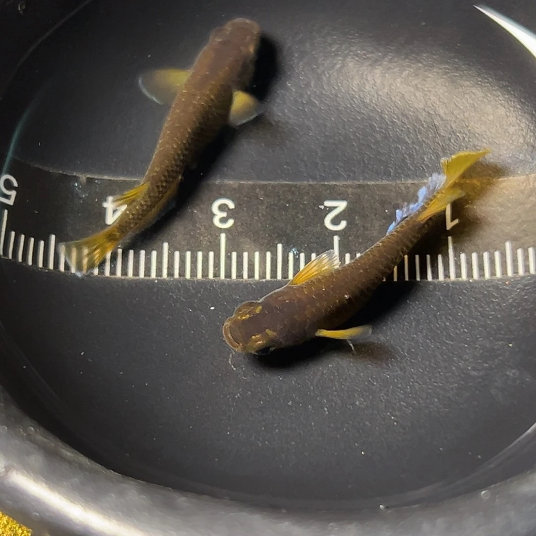 海水观背青鱂巧克力橙一对35