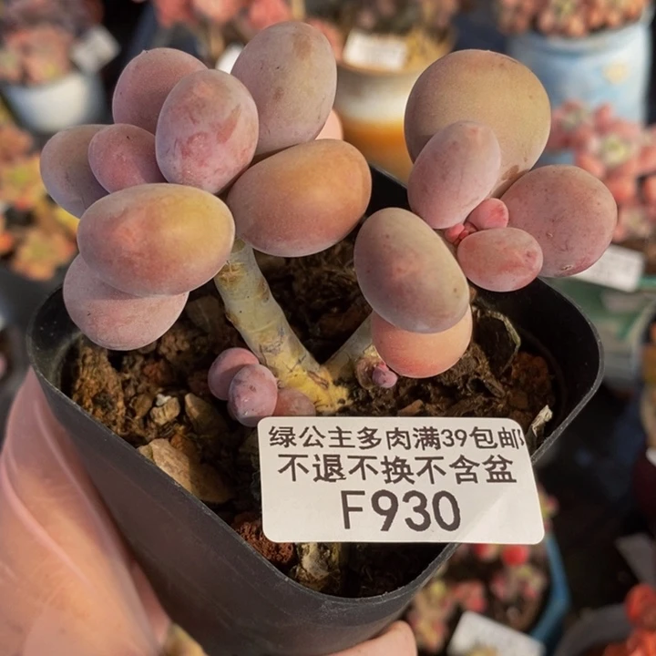 我****人彩虹奶930多肉植物