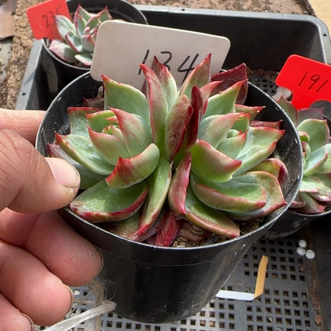 惊鸿一物一拍包装收缩花旱134