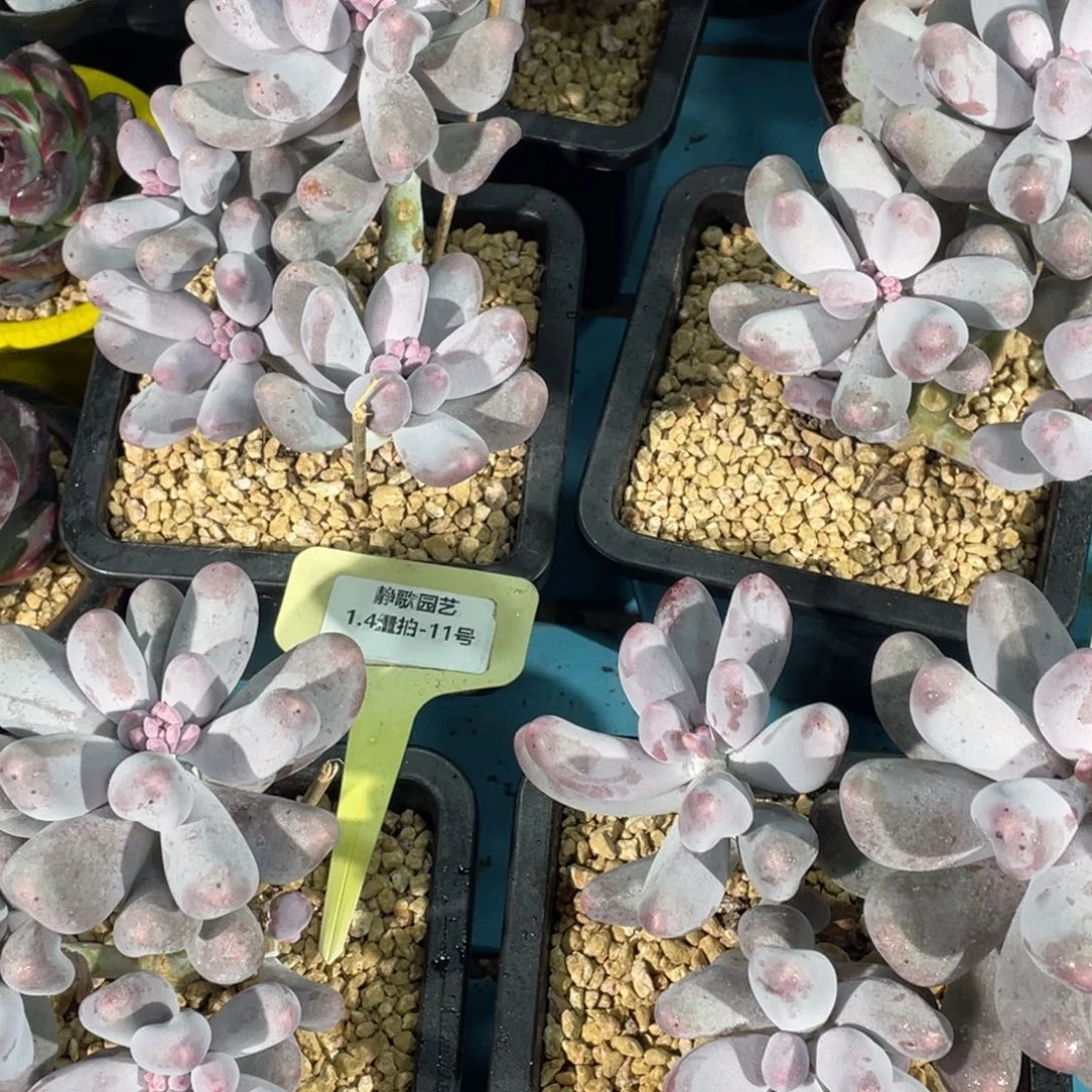 0104-11-米可奶酪大群一颗