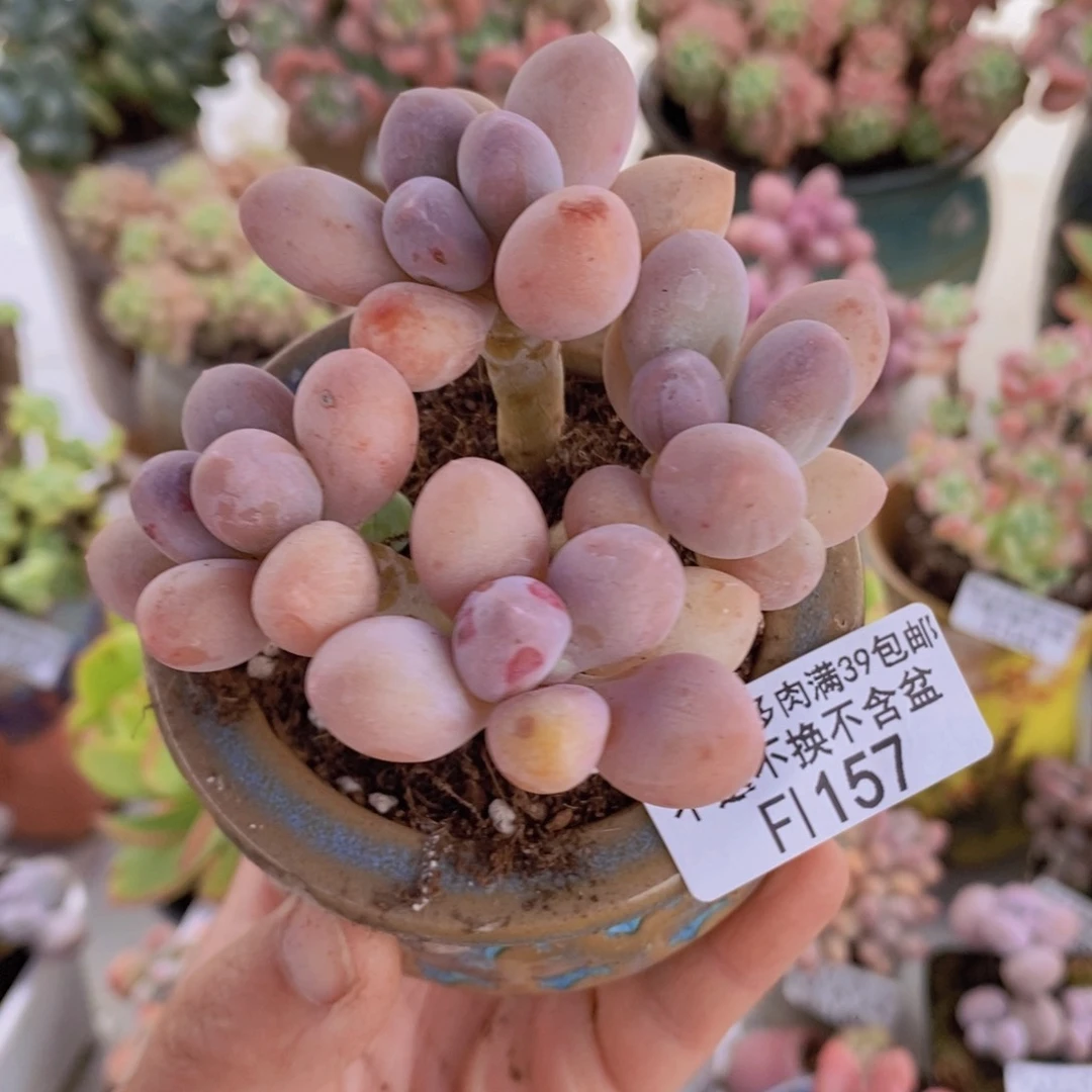 香水手指奶6cm157多肉植物