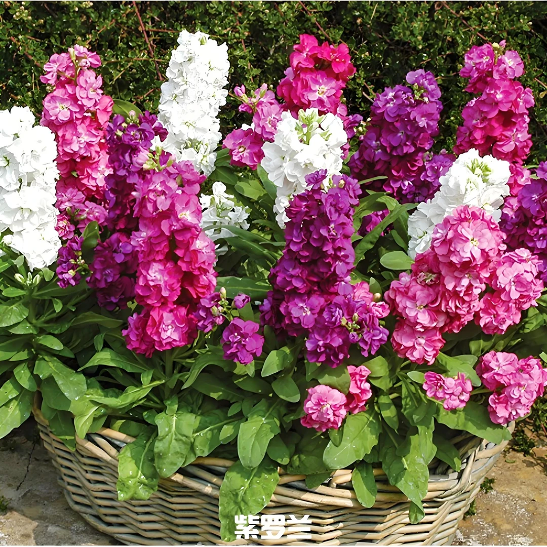 宸宸专属『混色紫罗兰5支』家居养花鲜花批发直播 全场两单顺丰包邮次日达 养护教程联系客服