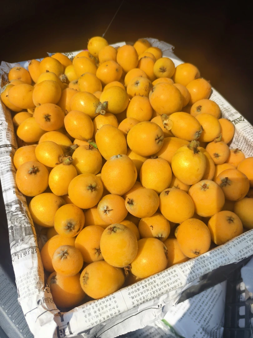 枇杷味十足的银二枇杷，超甜，地标性农产品，送礼佳品，顺丰包邮