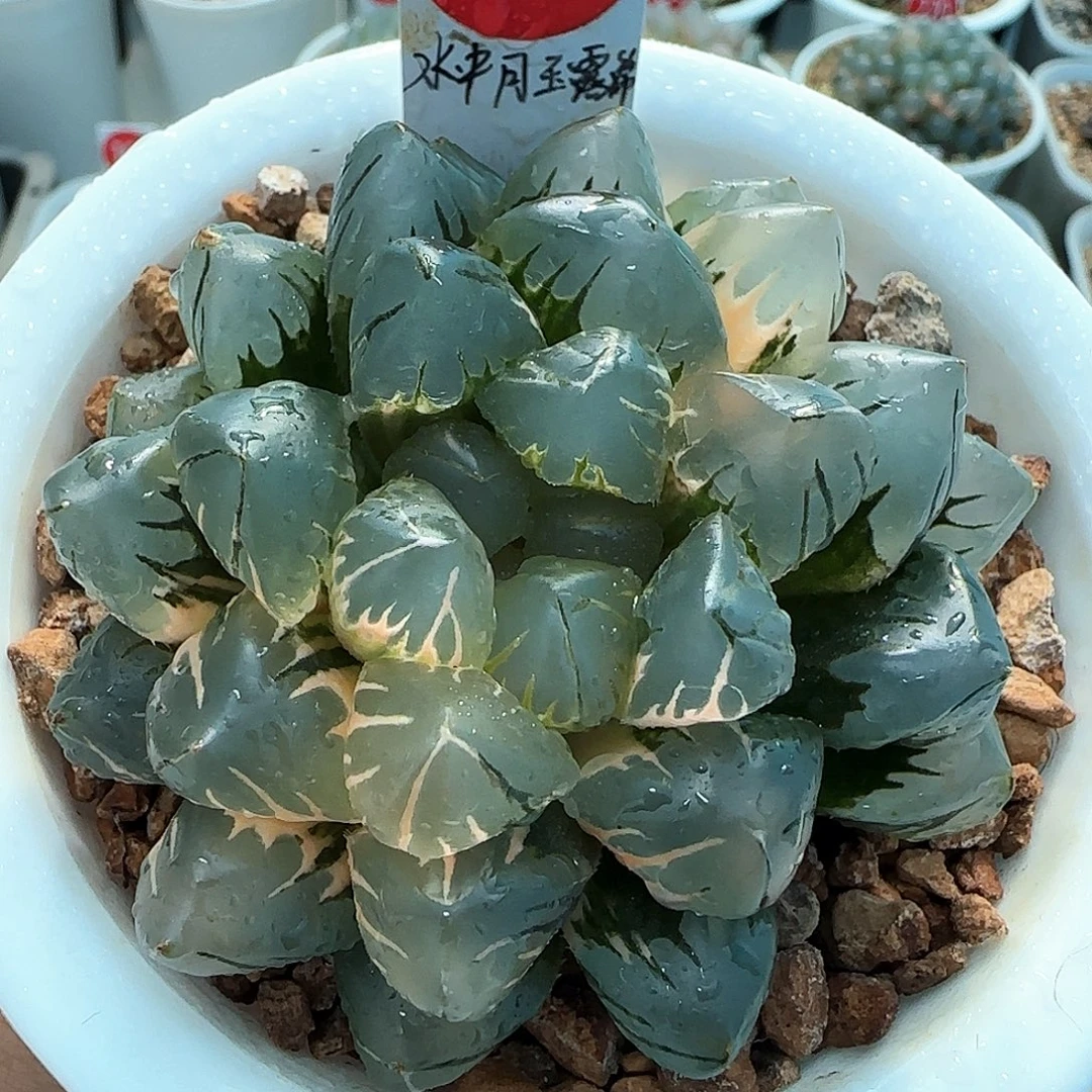352号大窗水中月玉露锦一物一拍带盆土