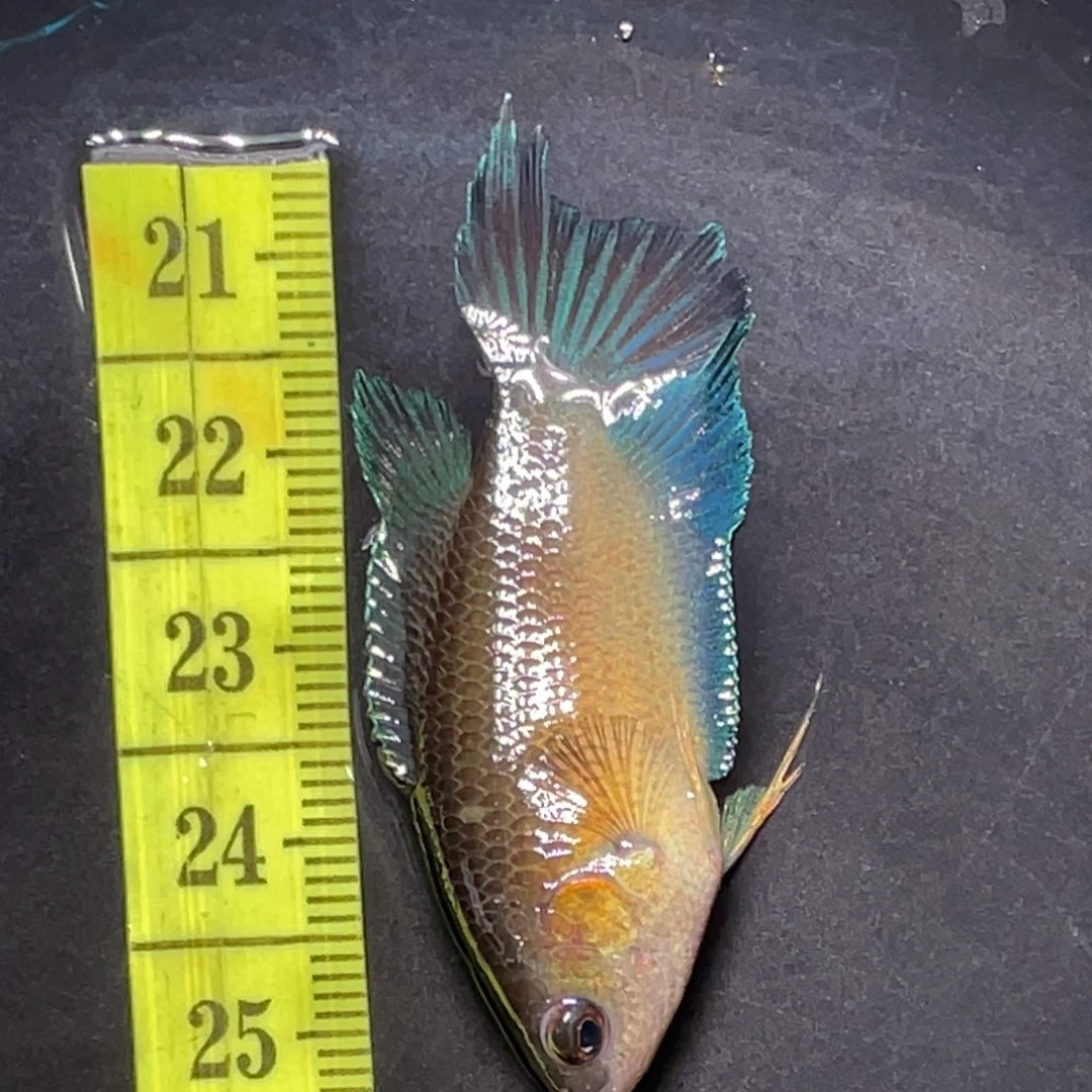 斗鱼直播间斗鱼竞拍链接