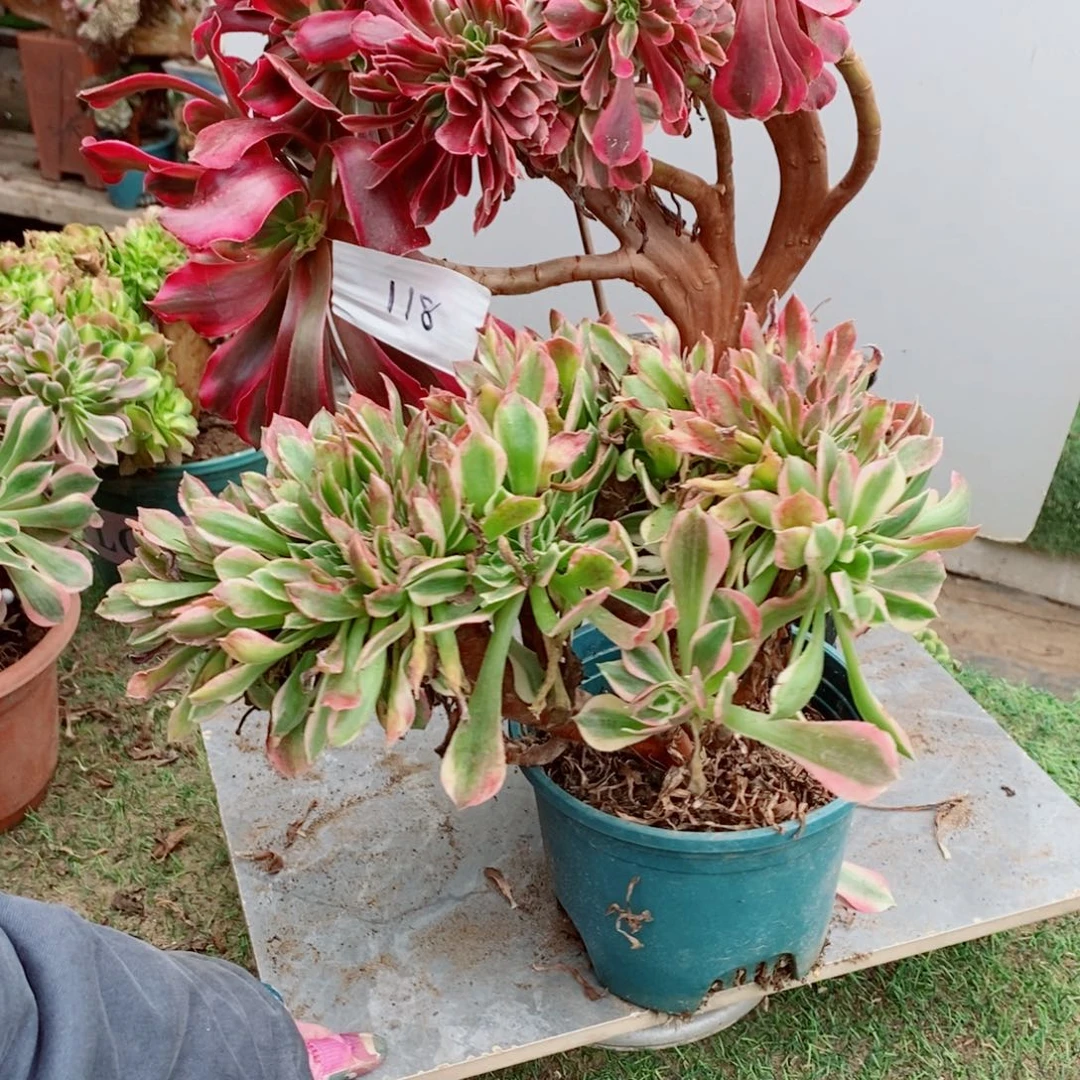 秋***人完全开放118号美杜莎➕女神多肉