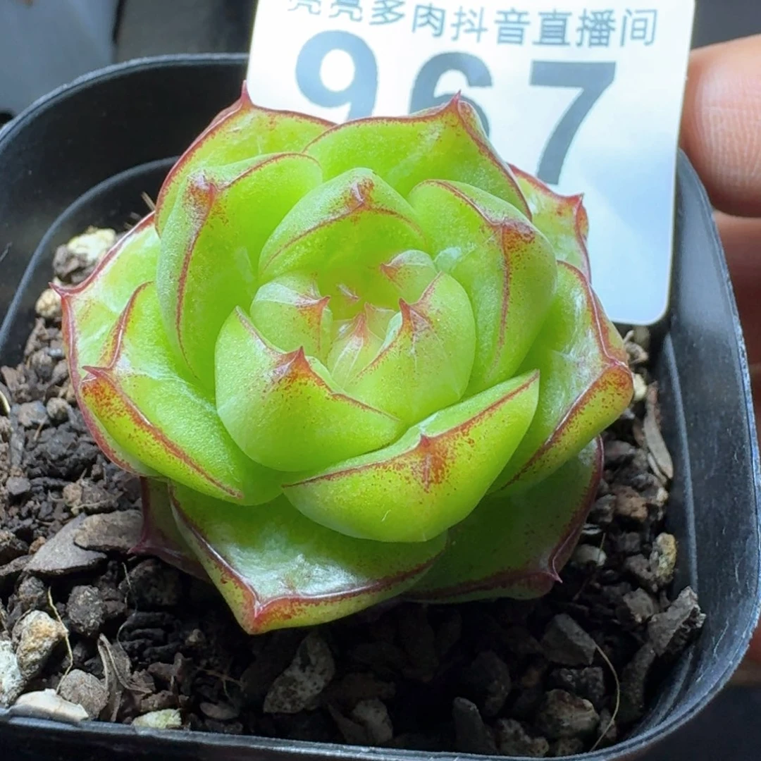 灵宝珍妮         多肉植物
