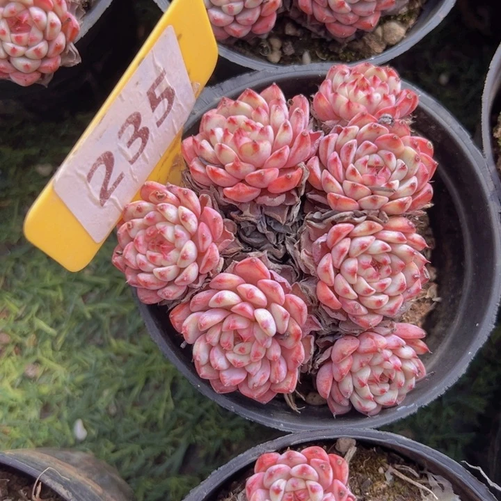 健健康康平平安安