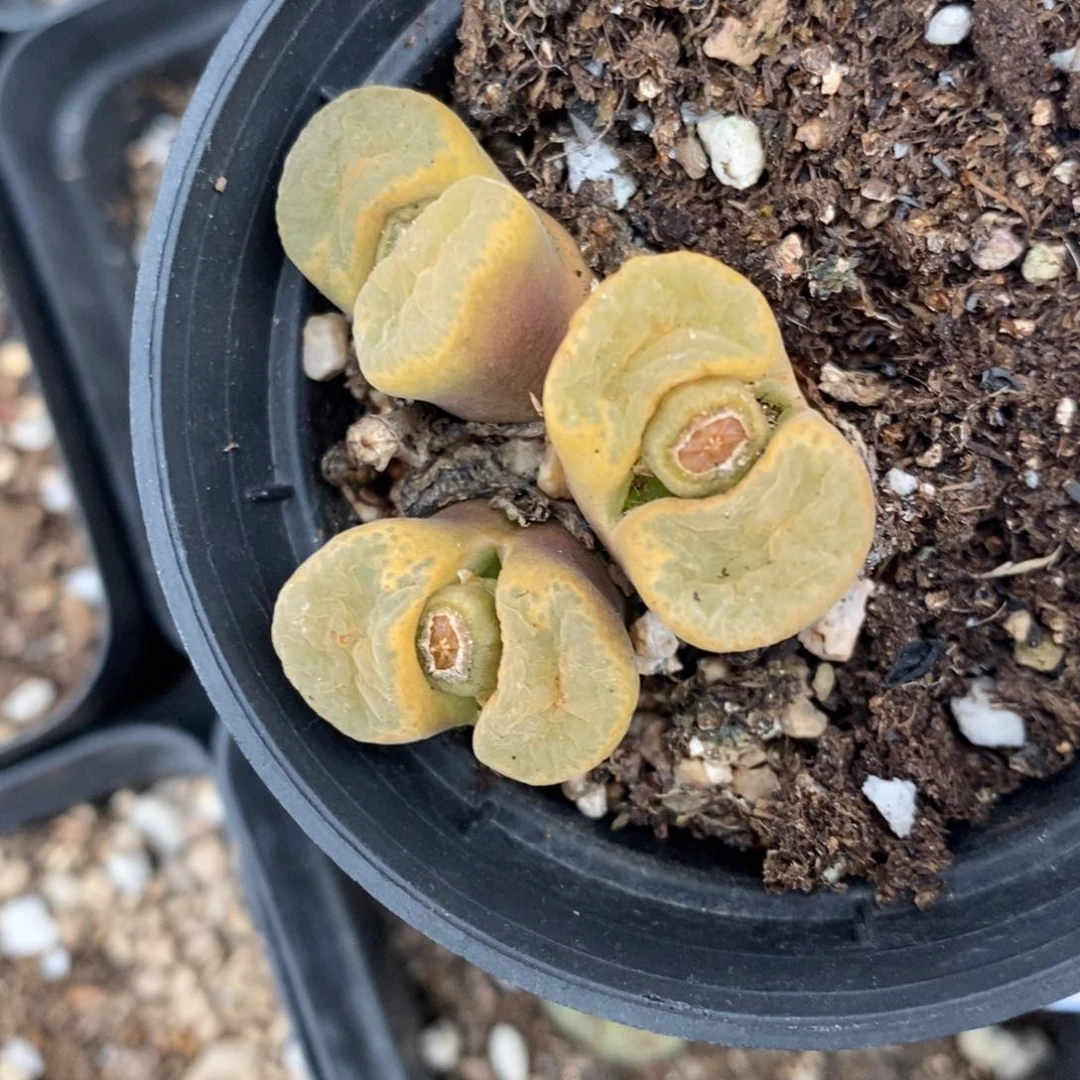 1187一颗一颗一颗