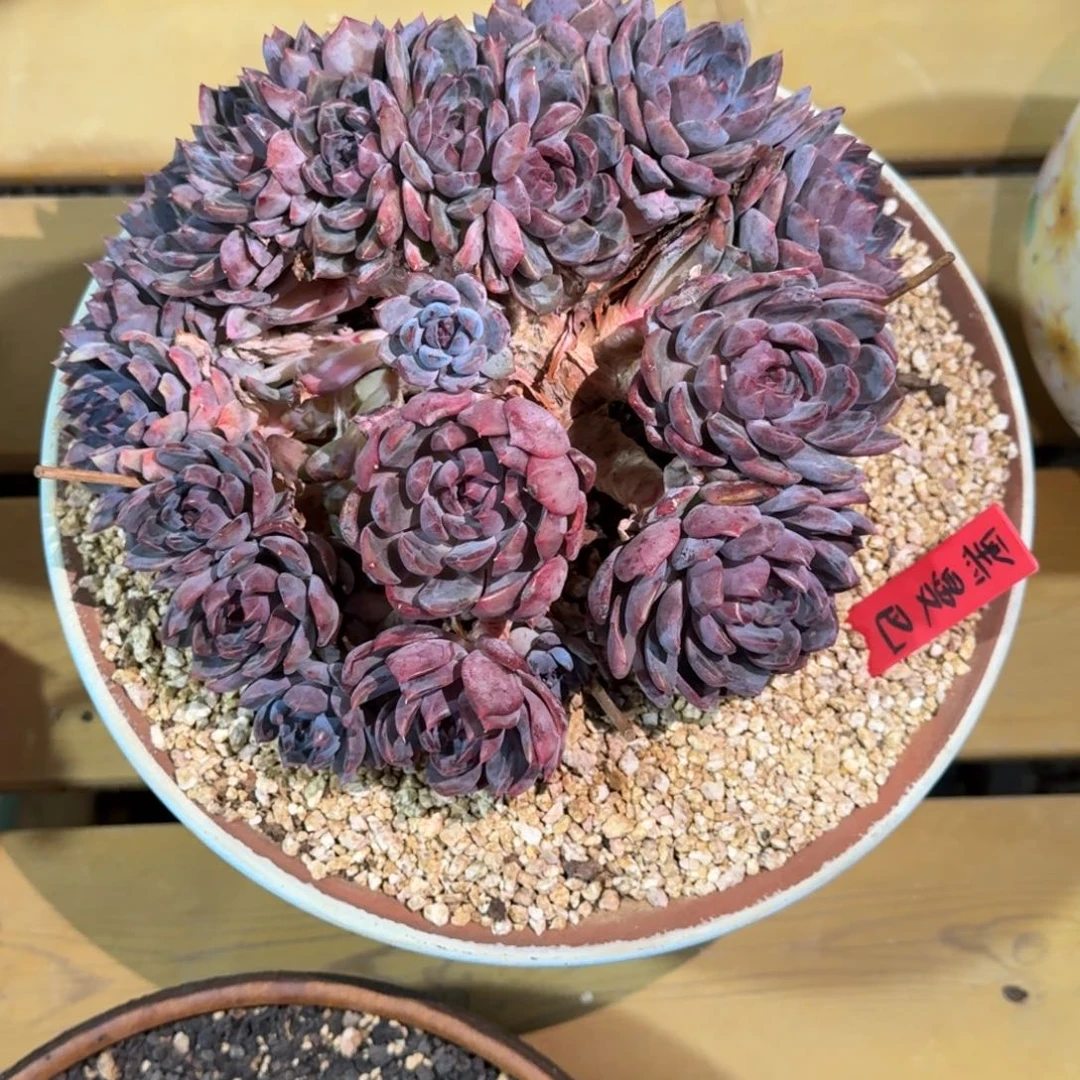 黑曼巴多肉植物链接