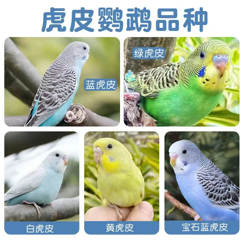 虎皮鹦鹉手养亲人彩色虎皮鹦鹉适合家庭陪伴的观赏宠物鸟