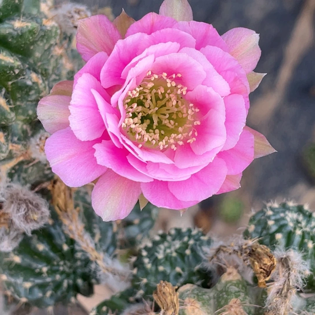 丽花 3–48侧芽 歪 满20包邮3公分以上