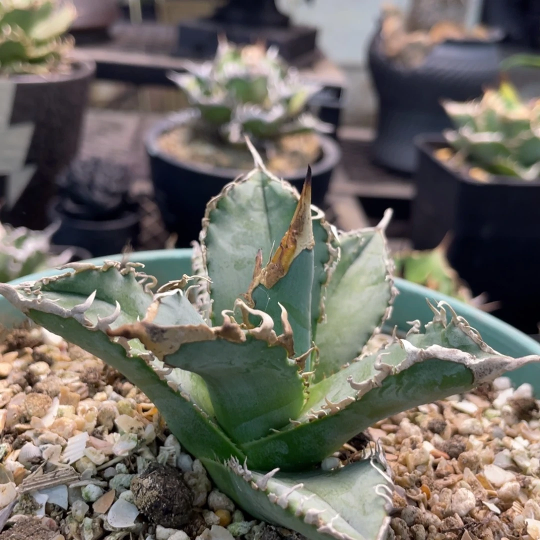 白幽靈8888888888888