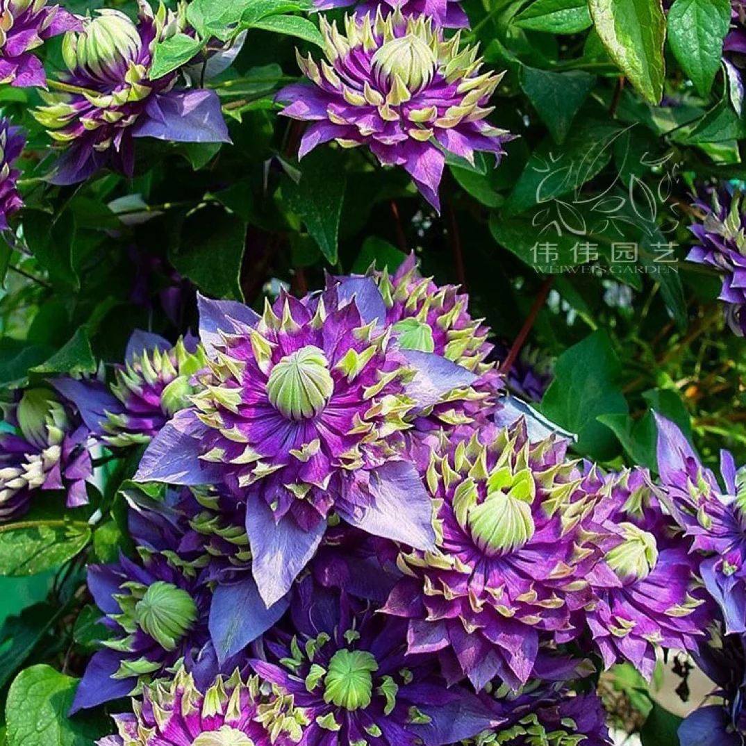 铁线莲大河藤本植物庭院植物Ｆ系三季开花阳台盆栽攀援花卉