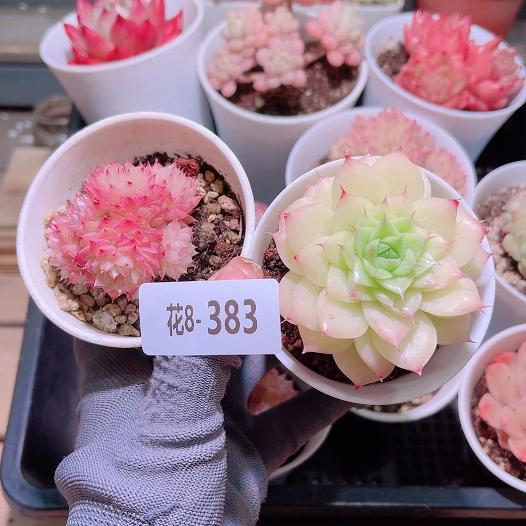 花08-383麦秆  2颗