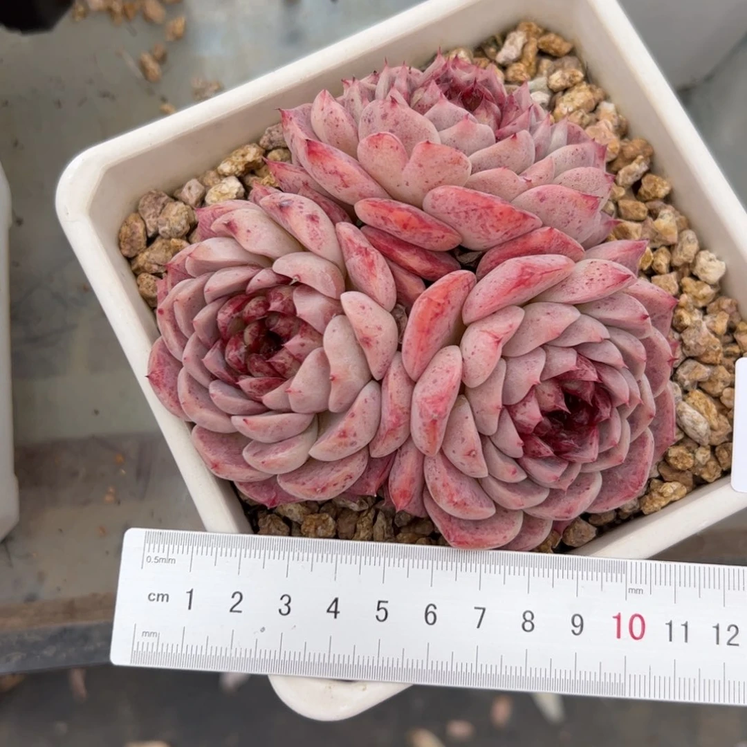 婷*242多肉植物组合盆栽