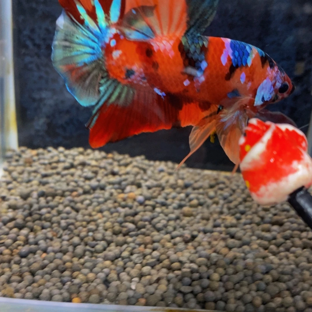 斗鱼296巨斗111111