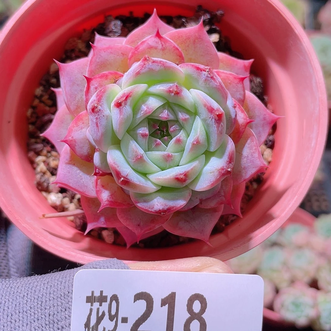 花利美 9-218天鹅绒